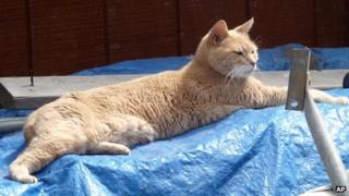 File picture of Stubbs the cat