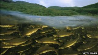 A stock photograph of pink salmon swimming upstream in Alaska