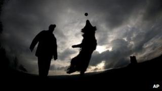 Dog walker and dogs