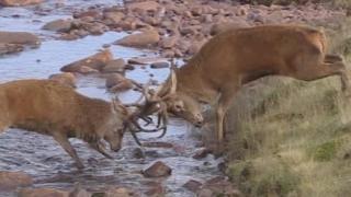 Stags rutting