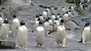Penguin