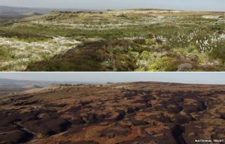 Composite image showing current state of High Peak Moors (below) and an artist's impression of the restored landscape (Image: National Trust)