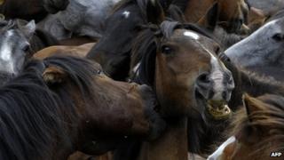 A file photo of wild horses fighting in Sabucedo, Spain in July 2011