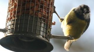 Blue tit feeding on nuts in garden