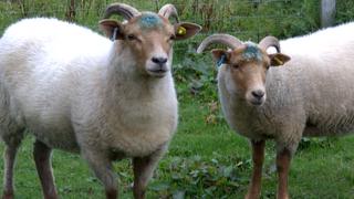 Portland Ewes