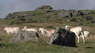 Sheep on Dartmoor