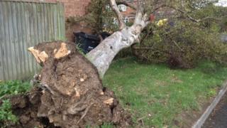 Tree ripped up by 'tornado'