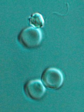 A male malaria parasite with sperm attached