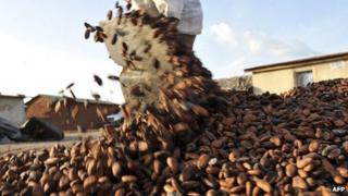 A farmer gathers cocoa beans in Ivory Coast on 17 November 2010