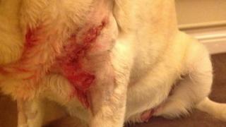 Guide dog after being attacked by two dogs