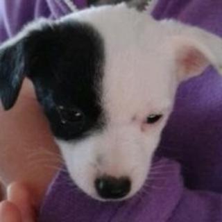 Jack Russell, named Buddy