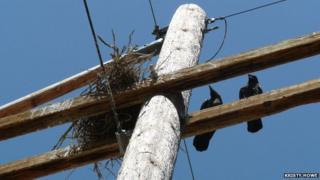 Ravens