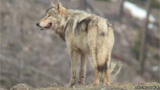 wolf