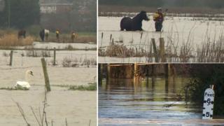 Horse rescue in Chelmsford
