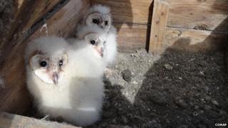 Chilean white owls