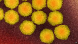 Polio virus