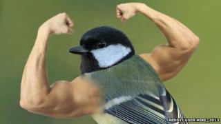 Bird with arms