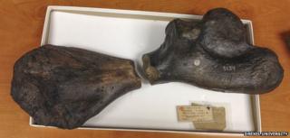 Turtle bone