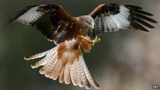 Red kite