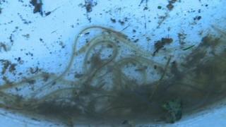 Elvers