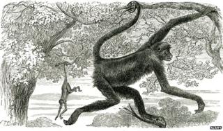 American monkeys C.19th drawing