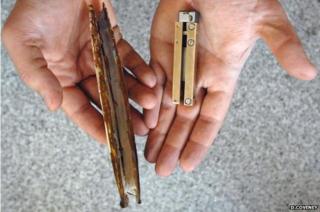 A razor clam and RoboClam