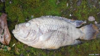 A dead piranha