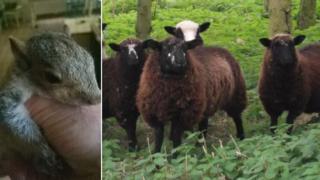 Squirrel and Herdwick sheep