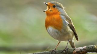 Robin