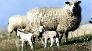 Sheep with lambs
