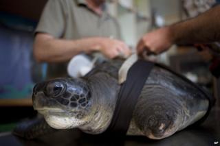 Sea turtle Hofesh