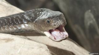 Black spitting cobra