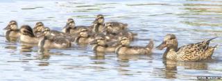 Shoveler family