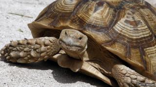 File image of a tortoise