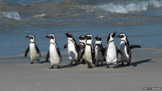 Penguins on a beach