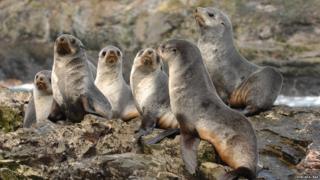 Weaners on rock