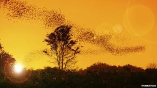 bats