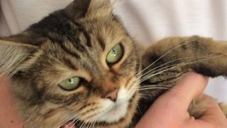 Katie the cat