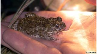 Natterjack toad
