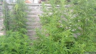 Cannabis plants