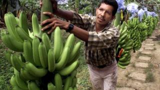 bananas
