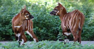 Pair of Bongos