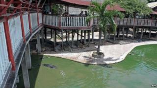 This picture taken on 15 September 2014 shows crocodiles in and outside a pond at the farm where a woman killed herself in Samut Prakarn, outside Bangkok.