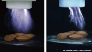 Cold plasma treating almonds