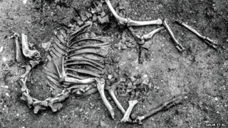 camel skeleton
