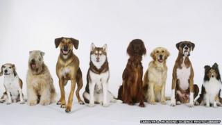 8 Dogs in a row