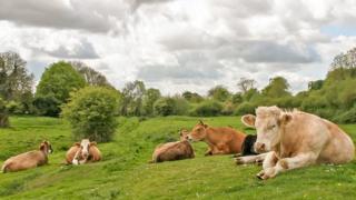 Benjy with cows at home
