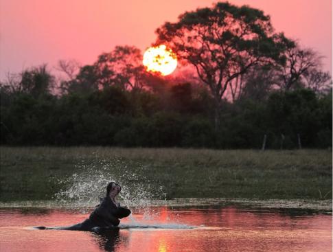 A hippo at a watering hole at sunset