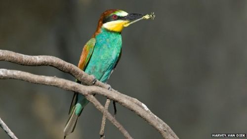 Bee-eater (c) Harvey van Diek