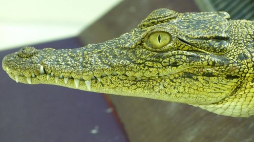 saltwater crocodile in the lab